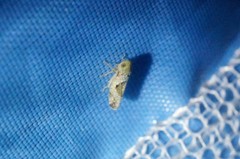 Hishimonus hamatus