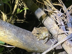 Kurixalus berylliniris