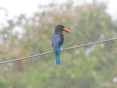 Halcyon cyanoventris