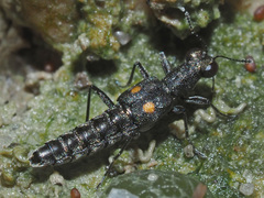 Stenus longipes