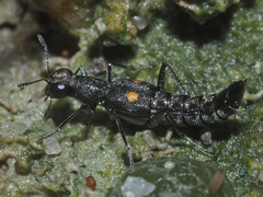 Stenus longipes