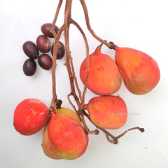 Sterculia macrophylla