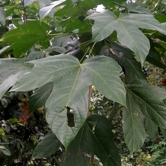 Sterculia macrophylla