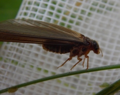 Hodotermes mossambicus