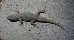 Hemidactylus murrayi
