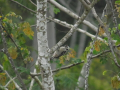 Dendrocopos analis