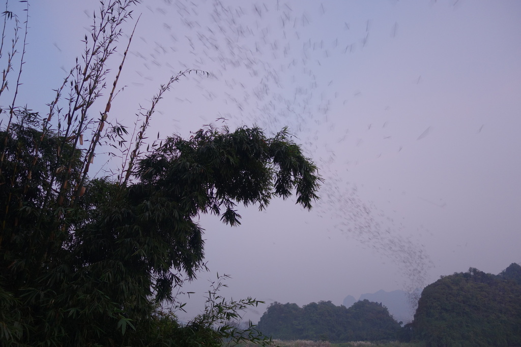 Wrinkle-lipped Free-tailed Bat