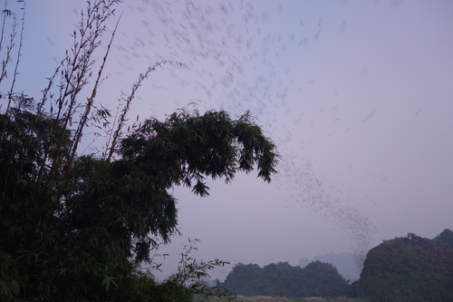 Wrinkle-lipped Free-tailed Bat