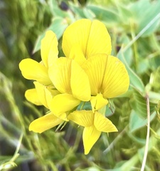 Aspalathus cordata