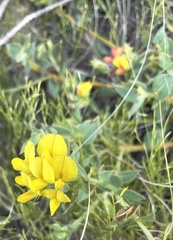 Aspalathus cordata