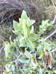 Aspalathus cordata