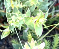 Aspalathus cordata