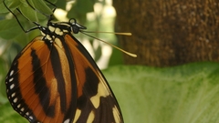 Eueides isabella eva