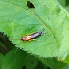 Forficula senegalensis