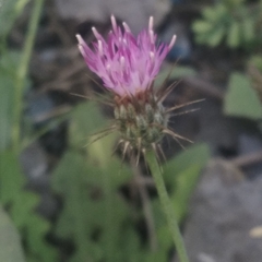 Oligochaeta divaricata