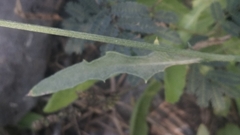 Oligochaeta divaricata