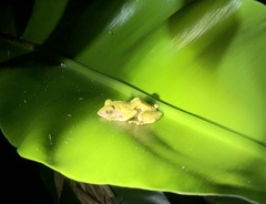 Kurixalus berylliniris