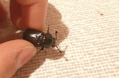 Nicrophorus germanicus