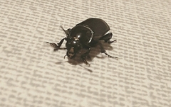 Nicrophorus germanicus