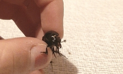 Nicrophorus germanicus