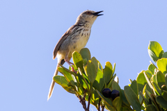 Prinia hypoxantha