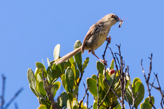 Prinia hypoxantha