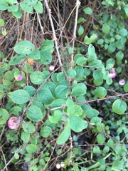 Symphoricarpos × chenaultii