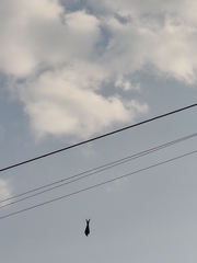 Dicrurus leucophaeus