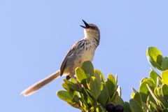 Prinia hypoxantha