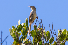Prinia hypoxantha