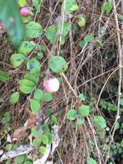 Symphoricarpos × chenaultii