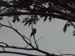 Hemipus hirundinaceus