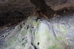 Eucladium verticillatum