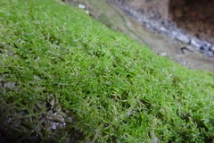 Eucladium verticillatum