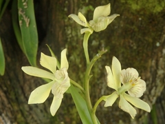 Prosthechea radiata