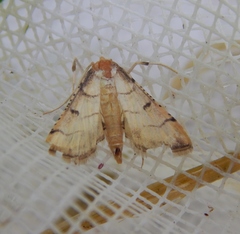 Poliobotys ablactalis