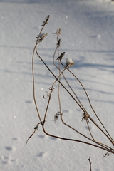 Scabiosa ochroleuca