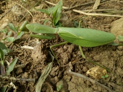 Rhombodera lingulata