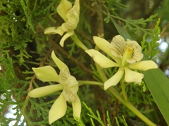 Prosthechea radiata