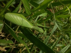 Rhombodera lingulata