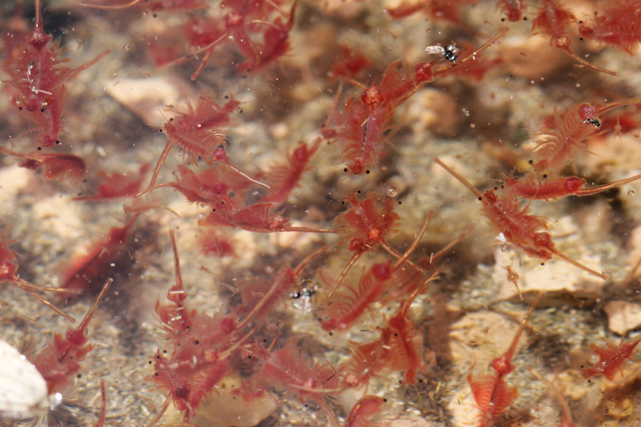 Artemia Salina (photography From Microscope 50x) Stock Photo, Picture and  Royalty Free Image. Image 38961831.