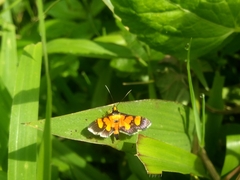 Aethaloessa