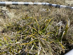 Carex wakatipu