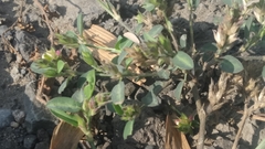 Alysicarpus scariosus