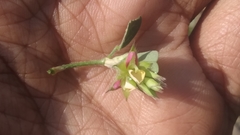 Alysicarpus scariosus