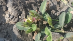 Alysicarpus scariosus