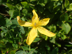 Hypericum richeri burseri