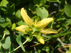 Hypericum richeri burseri