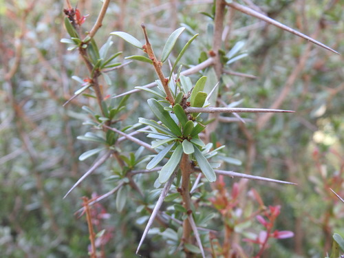 Image of Gymnosporia polyacantha by (c) Matthew Fainman, some rights reserved (CC BY)