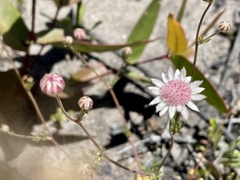 Actinotus forsythii